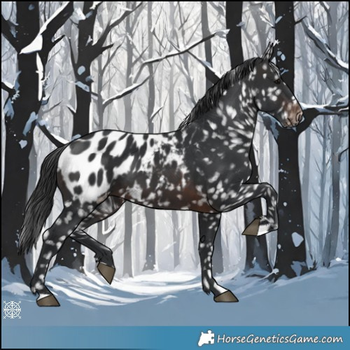 Horse Color:Brown Appaloosa 
