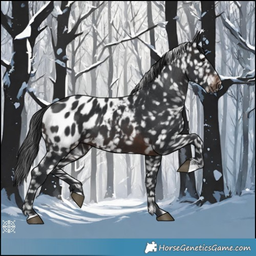 Horse Color:Brown Appaloosa 