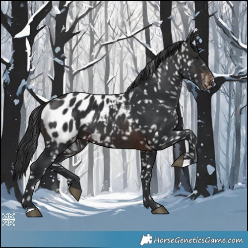 Horse Color:Brown Appaloosa