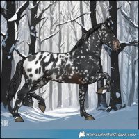 Horse Color:Brown Appaloosa 