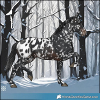 Horse Color:Brown Appaloosa 