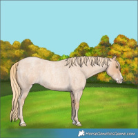 Horse Color:Gold Champagne Roan Splash 