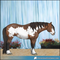 Horse Color:Bay Frame 