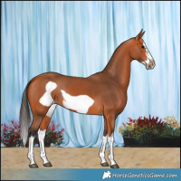 Horse Color:Bay Splash Frame 