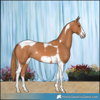 Horse Color:Chestnut Tobiano Frame 