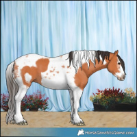 Horse Color:Bay Splash Tobiano Frame 
