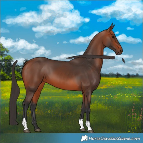 Horse Color:Bay Tobiano Rabicano 