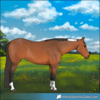 Horse Color:Bay Tobiano Rabicano 