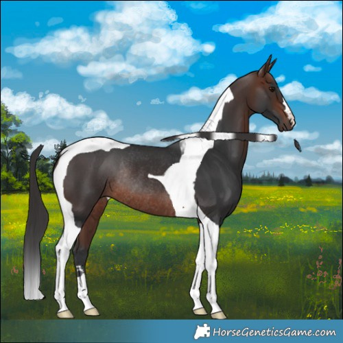 Horse Color:Brown Tobiano Rabicano 