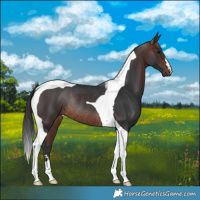 Horse Color:Brown Tobiano Rabicano 