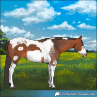 Horse Color:Bay Tobiano Frame 