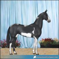 Horse Color:Black Tobiano Frame 