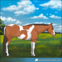 Horse Color:Bay Tobiano Frame 