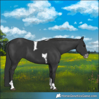 Horse Color:Black Tobiano Frame 