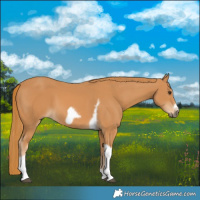 Horse Color:Chestnut Tobiano Frame 