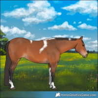 Horse Color:Bay Tobiano Frame 