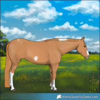 Horse Color:Chestnut Tobiano Frame 