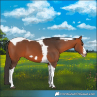 Horse Color:Bay Tobiano Frame 