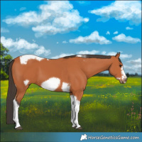 Horse Color:Bay Tobiano Frame 