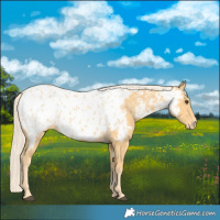 Horse Color:Palomino Near Leopard 