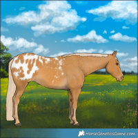 Horse Color:Palomino Blanket 