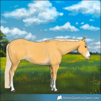 Horse Color:Palomino Appaloosa 