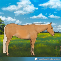 Horse Color:Palomino Appaloosa 