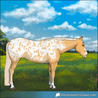 Horse Color:Palomino Appaloosa 