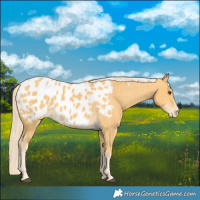 Horse Color:Palomino Appaloosa 