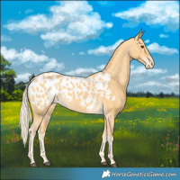 Horse Color:Palomino Near Leopard 