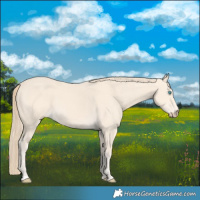 Horse Color:Perlino 