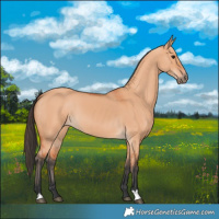 Horse Color:Bay Dun 