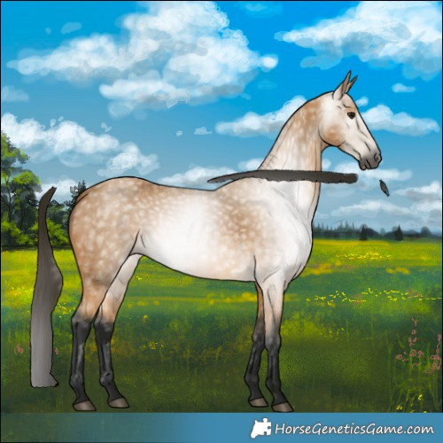 Horse Color:Gray Buckskin 