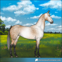Horse Color:Gray Buckskin 