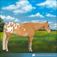 Horse Color:Palomino Appaloosa