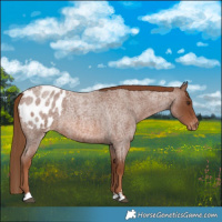 Horse Color:Red Roan Appaloosa 