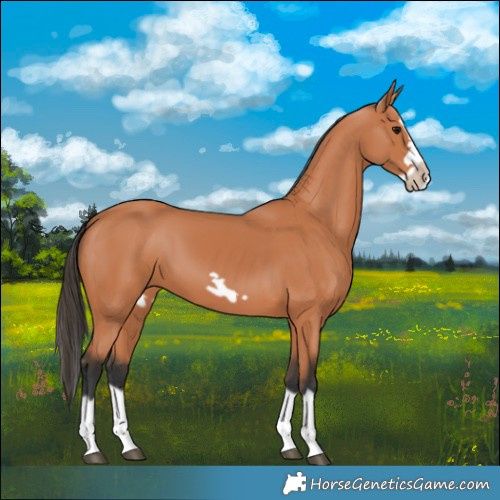 Horse Color:Bay Splash Frame 