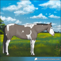 Horse Color:Grullo Splash Tobiano 