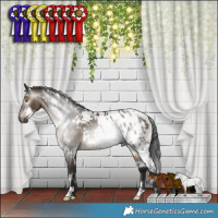 Horse Color:Gray White Spotted Brown Dun Appaloosa Rabicano