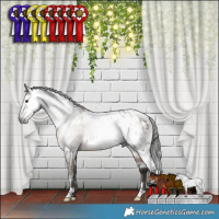 Horse Color:Gray White Spotted Brown Dun Appaloosa Rabicano