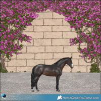 Horse Color:Brown Sabino Rabicano