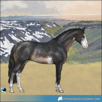 Horse Color:Brown Sabino Rabicano