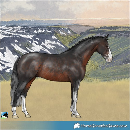 Horse Color:Brown Sabino Rabicano 