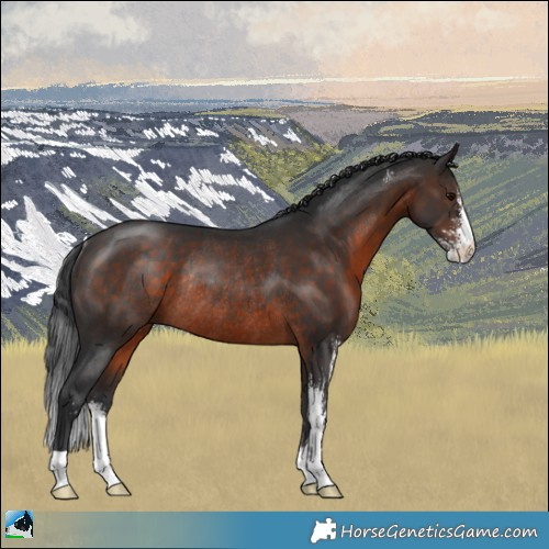 Horse Color:Brown Sabino Rabicano
