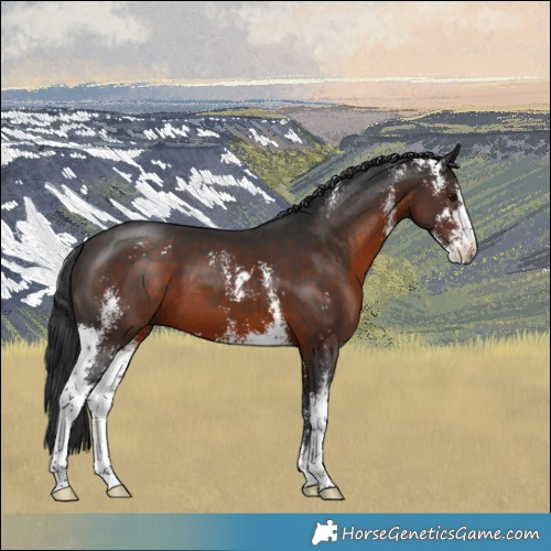 Horse Color:Brown Sabino