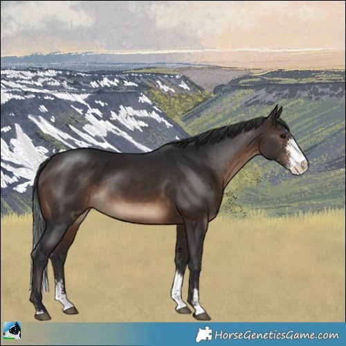 Horse Color:Brown Sabino Rabicano