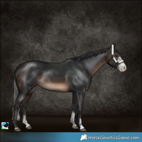 Horse Color:Brown Sabino Rabicano 
