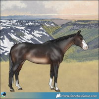 Horse Color:Brown Sabino Rabicano