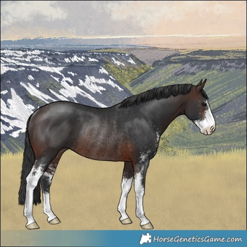 Horse Color:Brown Sabino Rabicano