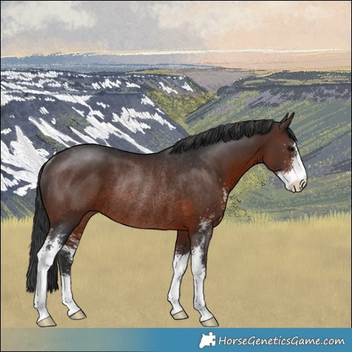 Horse Color:Brown Sabino Rabicano 
